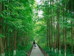 -桤木河湿地公园