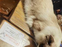 -猫猫幼稚园·撸猫·桌游·电玩
