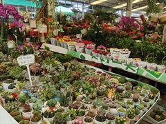 -曲阳花鸟市场(曲阳路店)