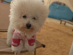-趣玩宠物乐园寄养训犬训狗游泳池