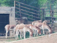 -青藏高原野生动物园