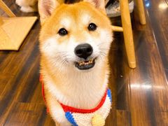 -豆柴町-柴犬主题狗咖(红鼎国际C座店)