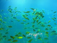 -芜湖新华联大白鲸海洋公园