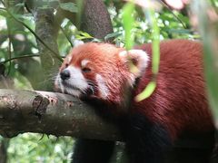 -都江堰中华大熊猫苑