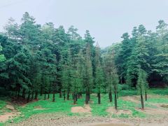 -广州市帽峰山景区