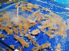 -三亚火车头万人海鲜广场