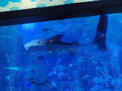 -烟台海昌鲸鲨海洋公园