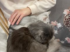 -楼上猫咖(罗湖店)