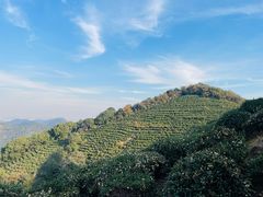 -中国茶叶博物馆(双峰馆区)