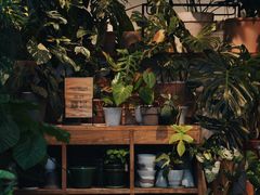 -自由生长植物工作室(深港花卉中心店)