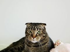 -纳吉亚猫专科动物诊疗中心(蒋宅口分院)