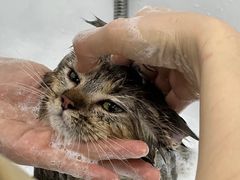 -爱洗澡的猫(天河路店)