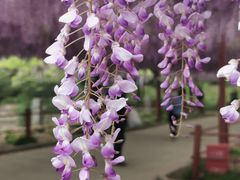 -嘉定紫藤园