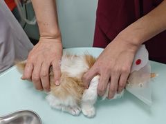 -宠福鑫康馨动物医院·骨科·眼科