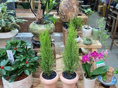 -三圣花乡旅游区