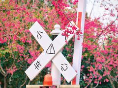 -合肥滨湖国家森林公园