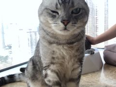 -Catmate·猫肥家润(金润铂宫店)