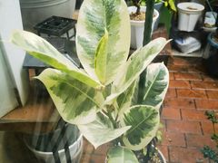 -About Bistro關於·泰式家庭料理