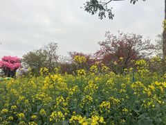 -天适樱花悠乐园