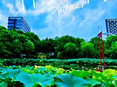 -陈家山荷花公园