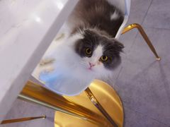 -飞行喵MR PILOT|猫舍·猫咖(静安大融城店)