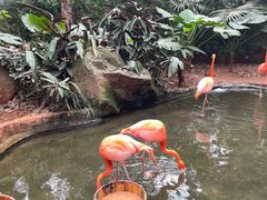-海南热带野生动植物园