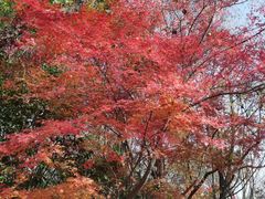 -上海吴淞炮台湾国家湿地公园