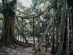-中国科学院西双版纳热带植物园