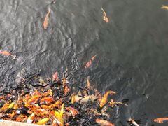 -南沙蒲洲花园