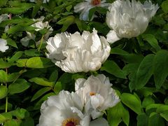 -南通博物苑-崇川人民公园