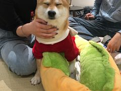 -逗柴咖啡屋·狗咖猫咖宠物桌游