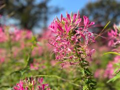 -花开海上生态园