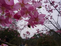 -南山植物园