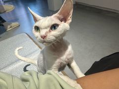 -琪喵猫屋·撸猫猫咖·猫舍