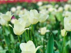 -上海鲜花港