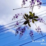 大叻得天独厚的天气和阳光