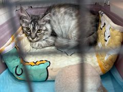 -瑞派·关忠动物医院猫科外科·异宠·24小时转诊中心(祥云店)
