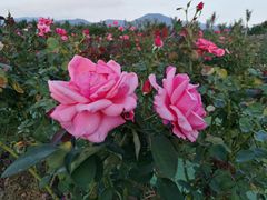 -亚龙湾国际玫瑰谷