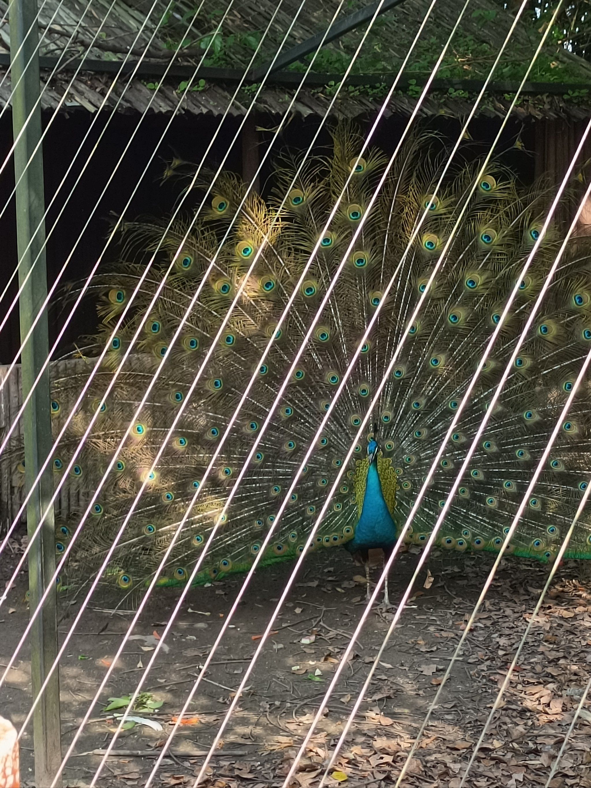 拿赠票去泰州动物园玩了一下