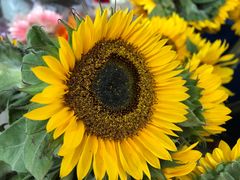 -三圣花乡旅游区