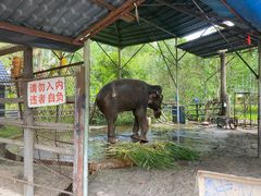 -西双版纳傣族园