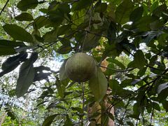 -南宁良凤江国家森林公园