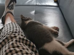 -lincat·猫舍(广州店)
