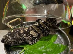 -ONE FULL 古董港式海鲜火锅