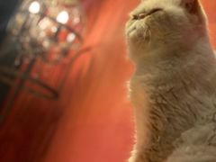 -猫色咖啡·猫咖