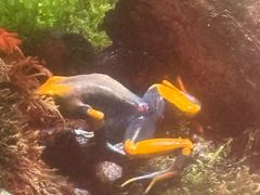 -上海大自然野生昆虫馆(东方明珠·爬宠昆虫探索中心)