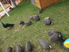-北戴河集发农业梦想王国