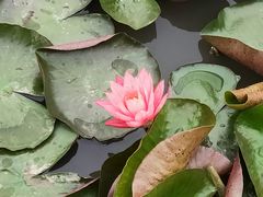-大湾区中央湿地公园