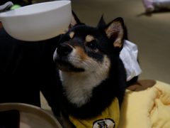 -逗柴咖啡屋·狗咖猫咖宠物桌游
