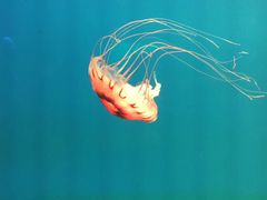 -福州罗源湾海洋世界旅游区